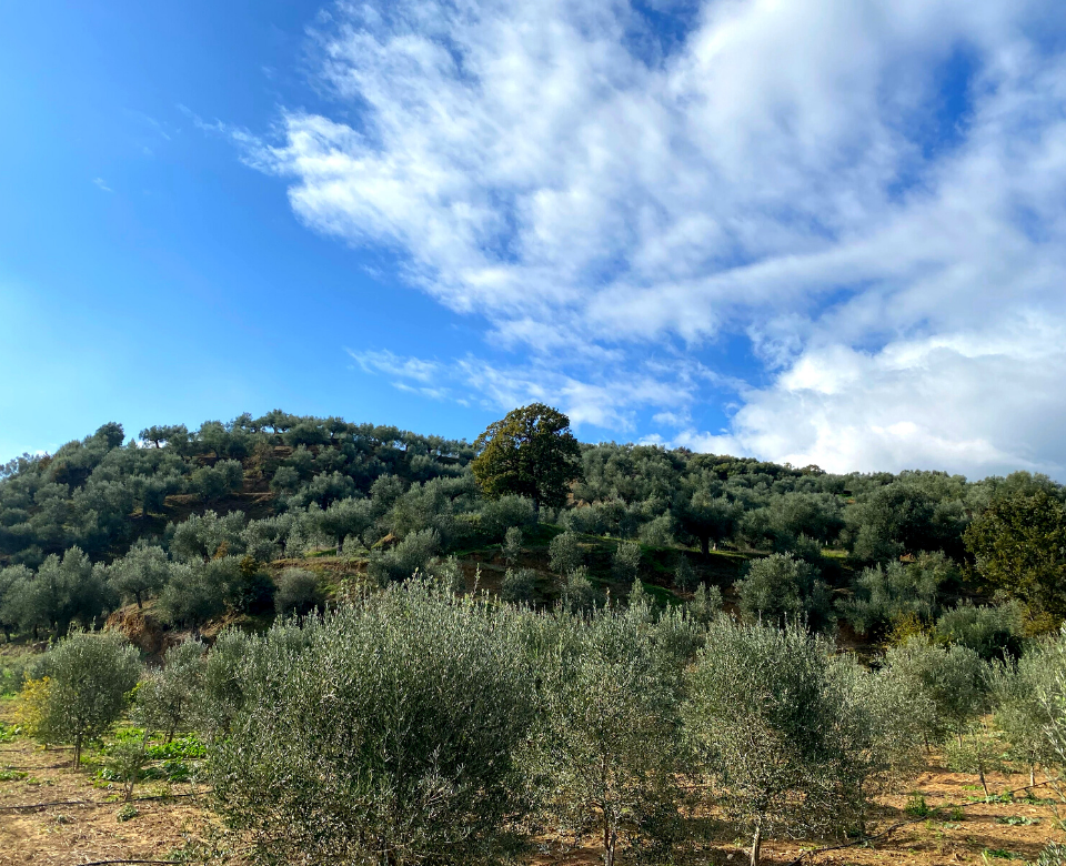 Our olive trees